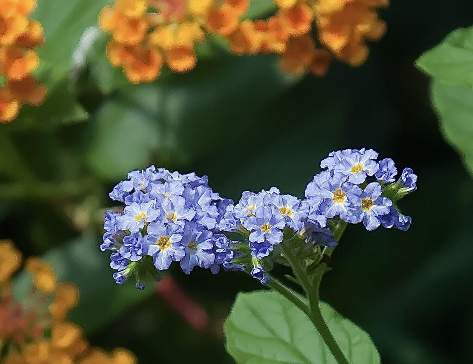 LIFE-HOME-ONGARDENING-8-MCT